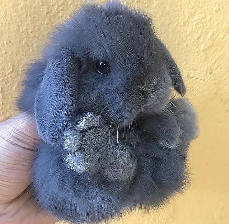 bunniesway_81192788_2564826333634244_981756839291815525_n