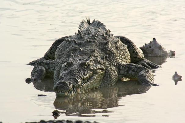 Un pescador encuentra un cocodrilo herido