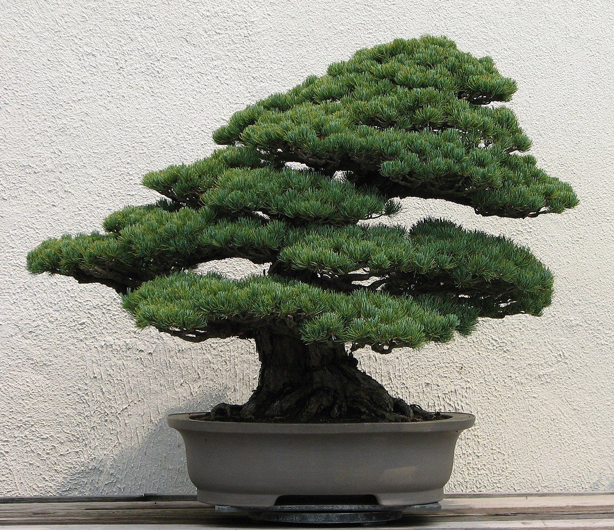 Resultado de imagen de bonsai