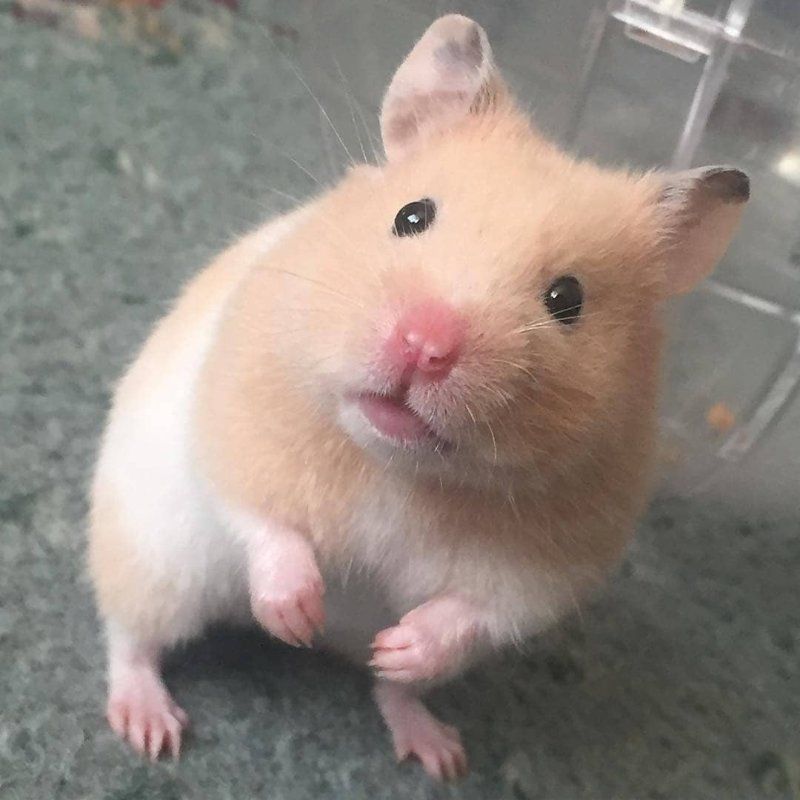 hamsters_on_sale_45554850_2076888522607056_3182377653081281987_n