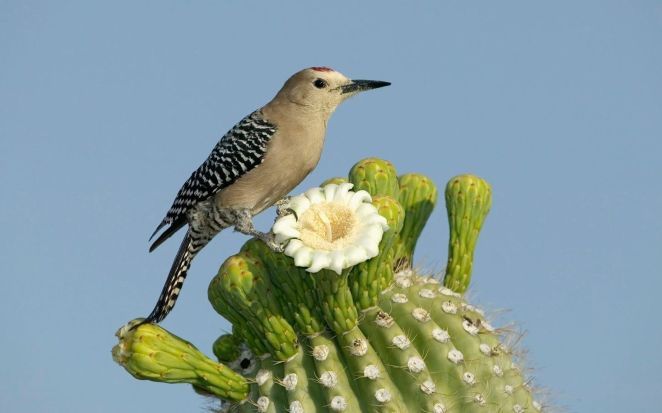 Resultado de imagen de cactus y animales