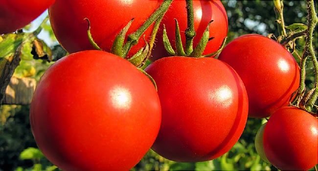 The Health Benefits of Tomatoes