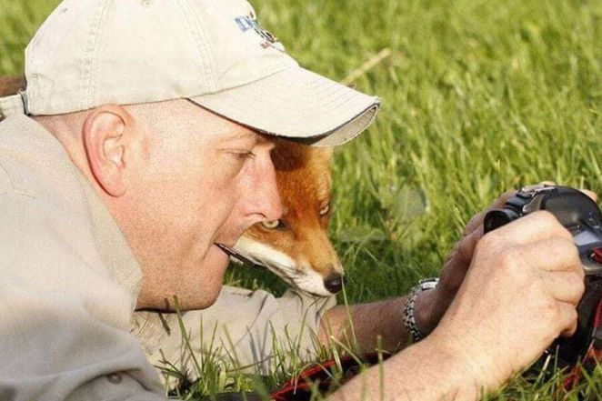 A Curious Fox