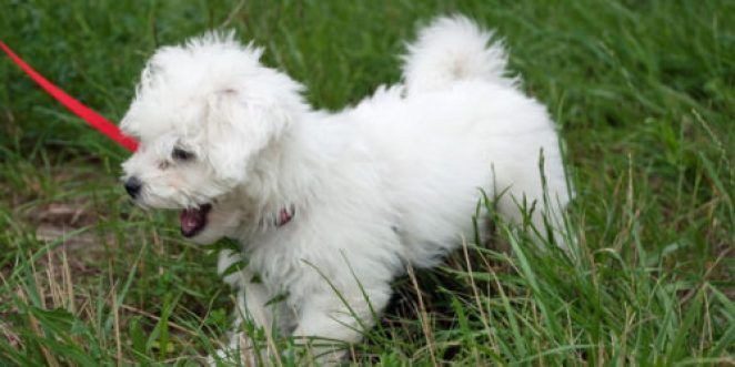 Bolognese Bichon