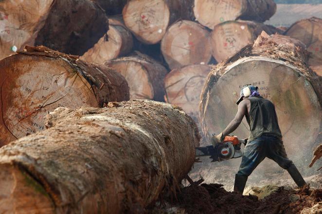 Life Of A Logger