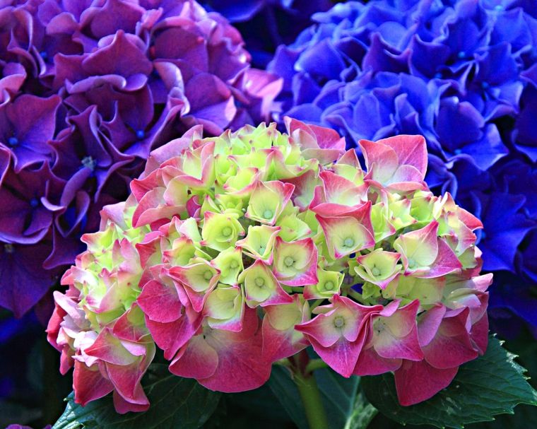 Resultado de imagen de hortensias