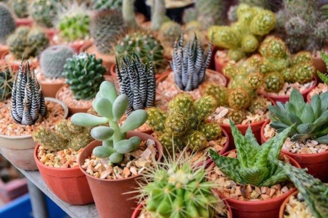 Resultado de imagen de cactus tamaÃ±os