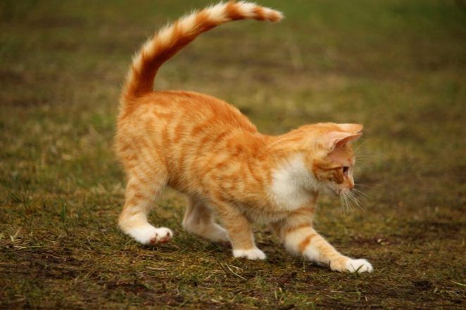 Gatos: qué significan los 10 movimientos de cola más comunes