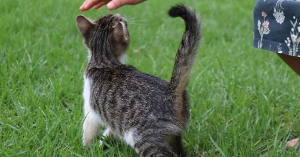 Gatos: qué significan los 10 movimientos de cola más comunes