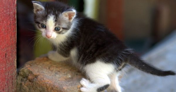 Gatos: qué significan los 10 movimientos de cola más comunes