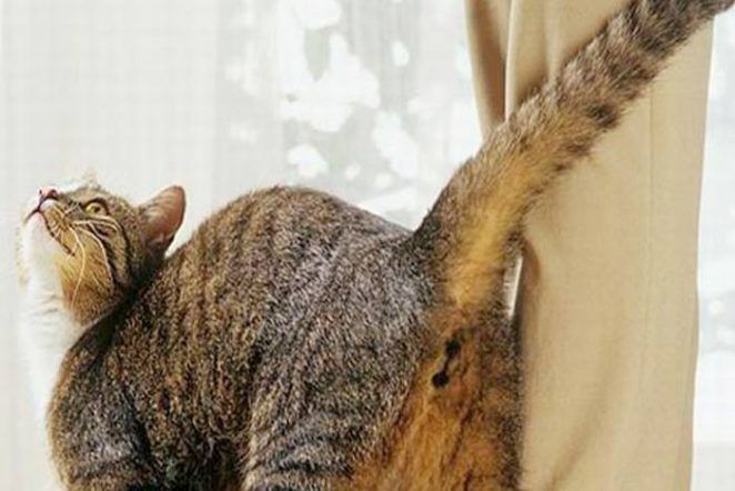 Mi gato levanta la cola cuando lo acaricio ¿Qué significa? | FeelCats