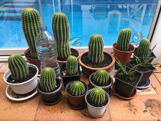 Resultado de imagen de cactus tamaÃ±os