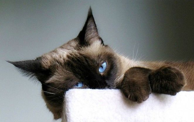 Qué me dice el gato con esa cara? | Consumer