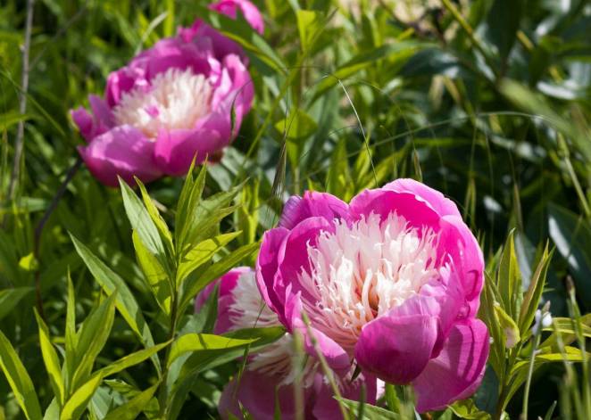 peonia-china-mayo. 5. PeonÃa china, una aliada de la mujer