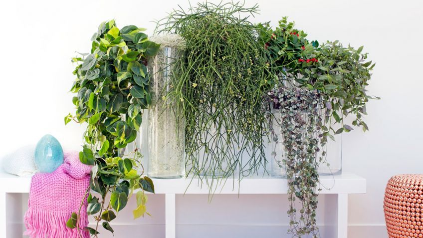 Resultado de imagen de plantas colgantes