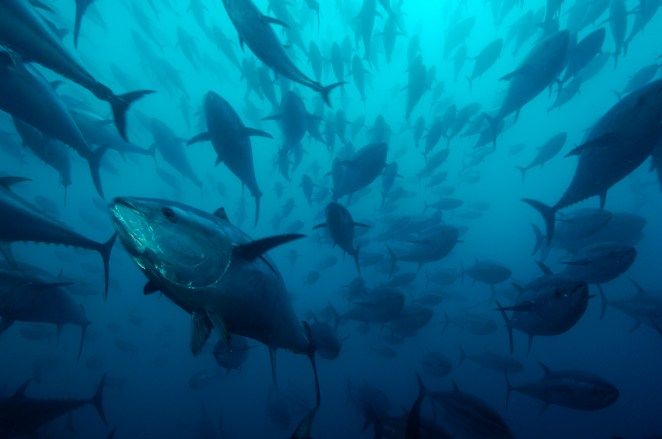 Resultado de imagen de pesca intensiva de atun