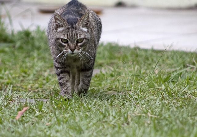 Cómo entender a un gato: ¡conoce todas sus señales!
